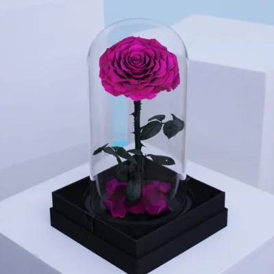 Single Purple Forever Rose